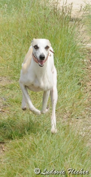 Ermine Hase du Bois Pacie