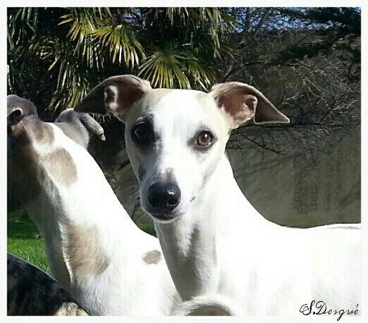 Ermine Hase du Bois Pacie