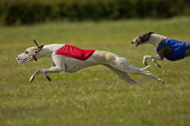 Ermine Hase du Bois Pacie