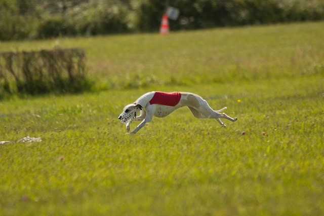 Ermine Hase du Bois Pacie